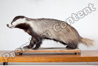 Badger body photo reference 0006